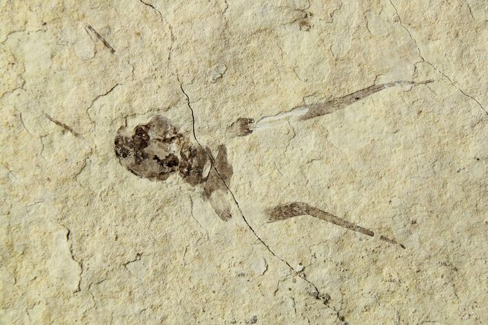 Detailed Fossil Spider (Araneae) - Cereste, France #256324